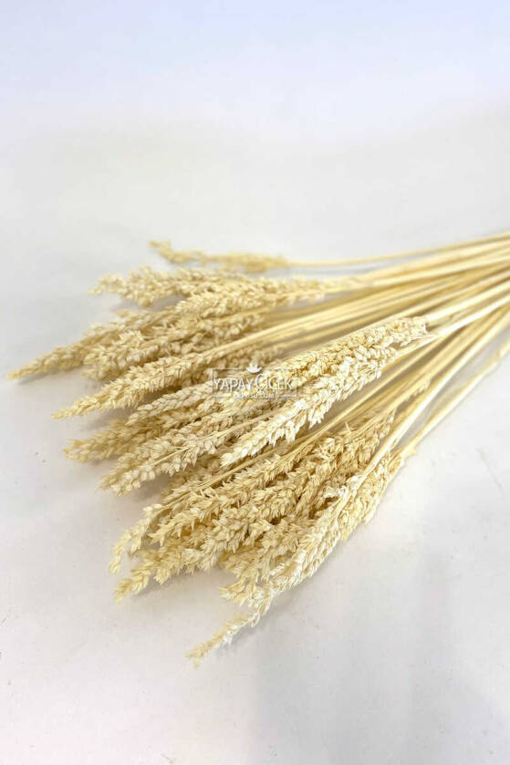 Kuru Çiçek Sorghum Otu 55 cm Krem - 3
