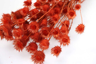 Kuru Çiçek Tüllüşah Otu Demeti Alev Turuncu - 3