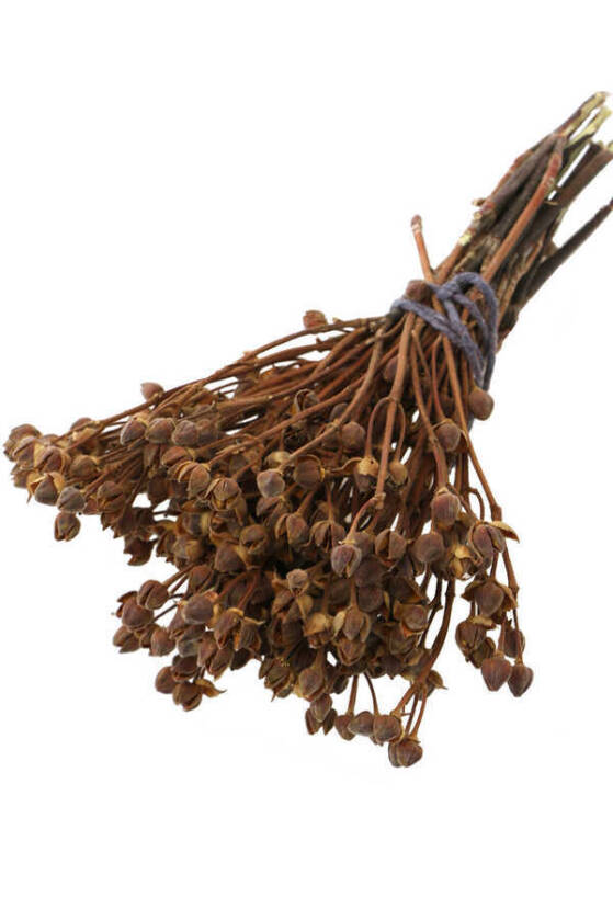 Kuru Çiçek Yıldızcık Otu 20 cm Naturel - 1