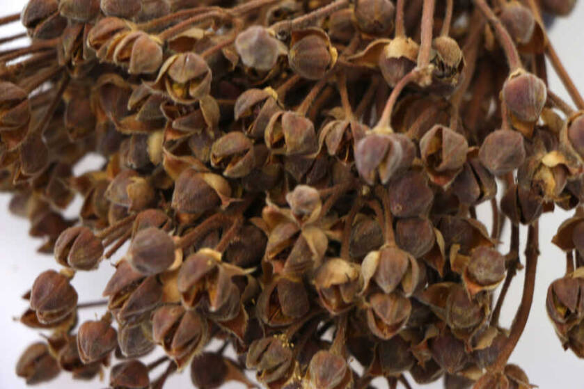 Kuru Çiçek Yıldızcık Otu 20 cm Naturel - 2