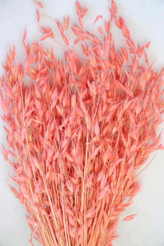 Kuru Çiçek Yulaf Otu Demeti 50 cm Açık Pembe - 2