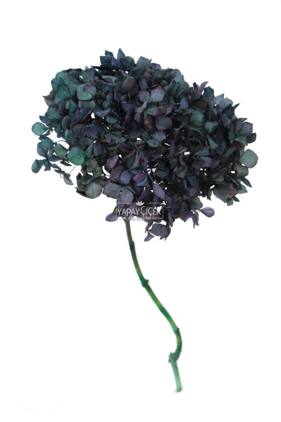 Lüx Bodur Ortanca Dalı (Gerçek Uzun Ömürlü Şoklanmış) 40 cm Ebruli - 1