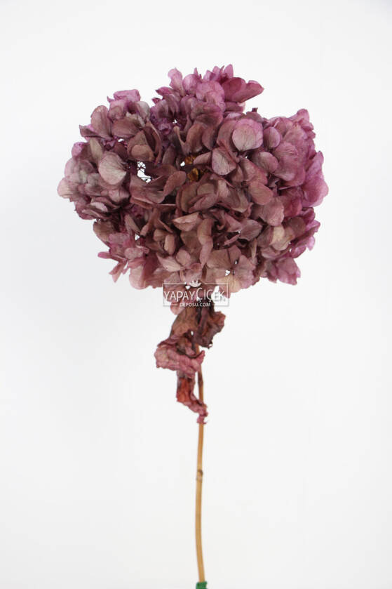 Lüx Bodur Ortanca Dalı (Gerçek Uzun Ömürlü Şoklanmış) 40 cm Gülkurusu - 1