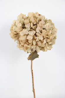 Lüx Bodur Ortanca Dalı (Gerçek Uzun Ömürlü Şoklanmış) 40 cm Krem - Yapay Çiçek Sitesi