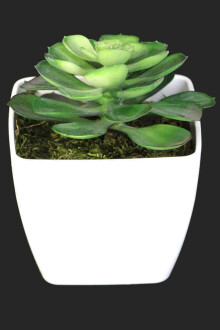 Melamin Saksıda Yapay Succulent Sukulent Echeveria 17cm - 2