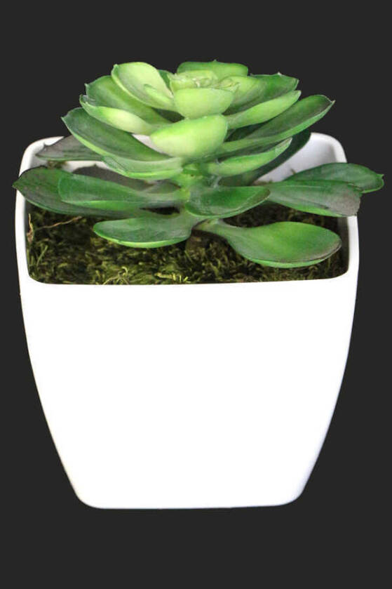 Melamin Saksıda Yapay Succulent Sukulent Echeveria 17cm - 2