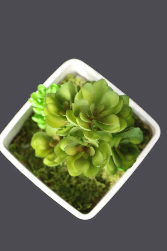 Melamin Saksıda Yapay Succulent Sukulent Echeveria Grap - 3