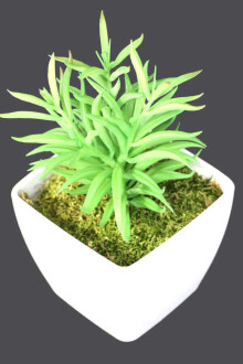 Melamin Saksıda Yapay Succulent Sukulent Peperomia 21cm - 2