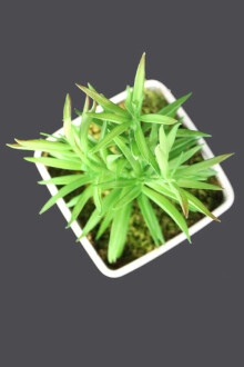 Melamin Saksıda Yapay Succulent Sukulent Peperomia 21cm - 3