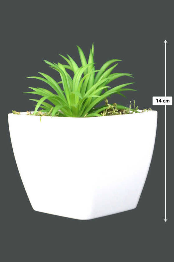 Melamin Saksıda Yapay Succulent Sukulent Peperomia ferreyrae 14cm - 1