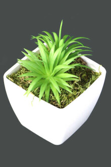 Melamin Saksıda Yapay Succulent Sukulent Peperomia ferreyrae 14cm - 2