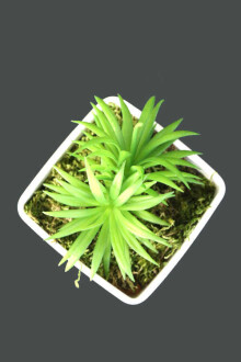 Melamin Saksıda Yapay Succulent Sukulent Peperomia ferreyrae 14cm - 3