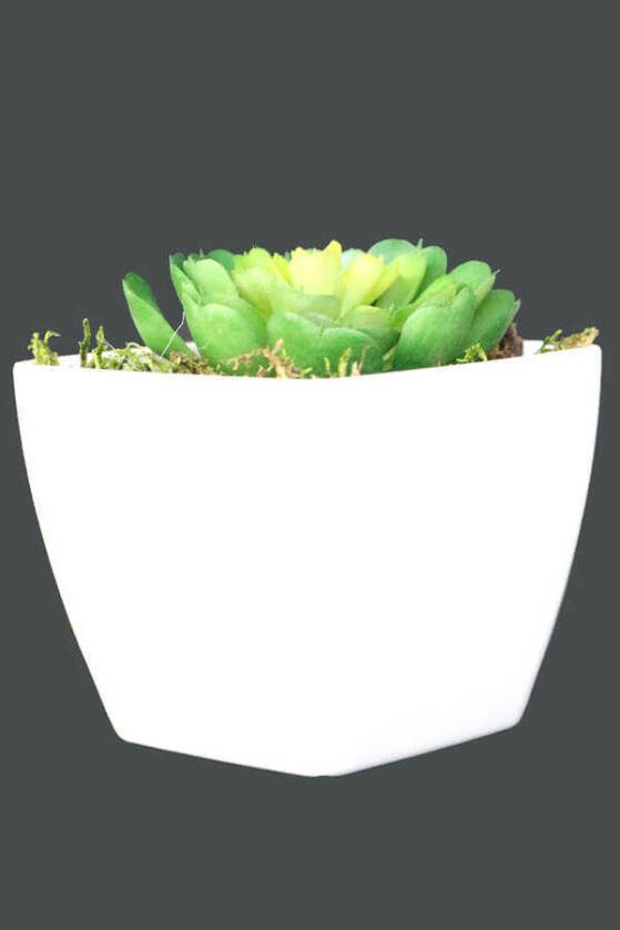 Melamin Saksıda Yapay Succulent Sukulent Pulidonis 9cm - 2