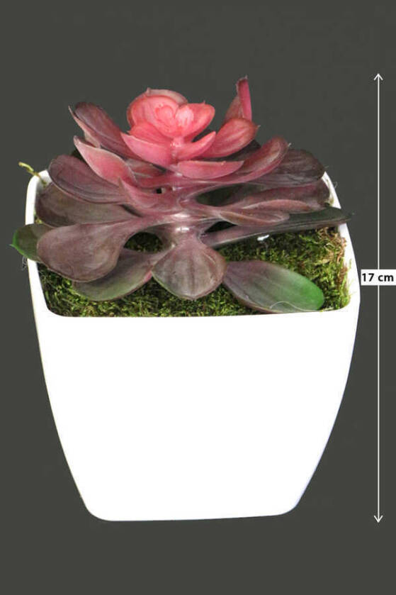 Melamin Saksıda Yapay Succulent Sukulent Sedum Makinoi 17cm - 1