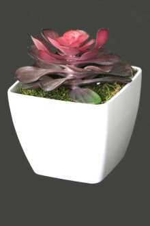 Melamin Saksıda Yapay Succulent Sukulent Sedum Makinoi 17cm - 2