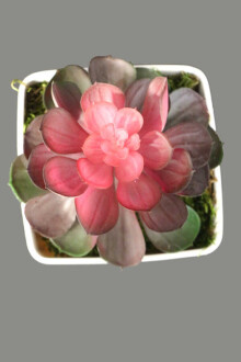 Melamin Saksıda Yapay Succulent Sukulent Sedum Makinoi 17cm - 3