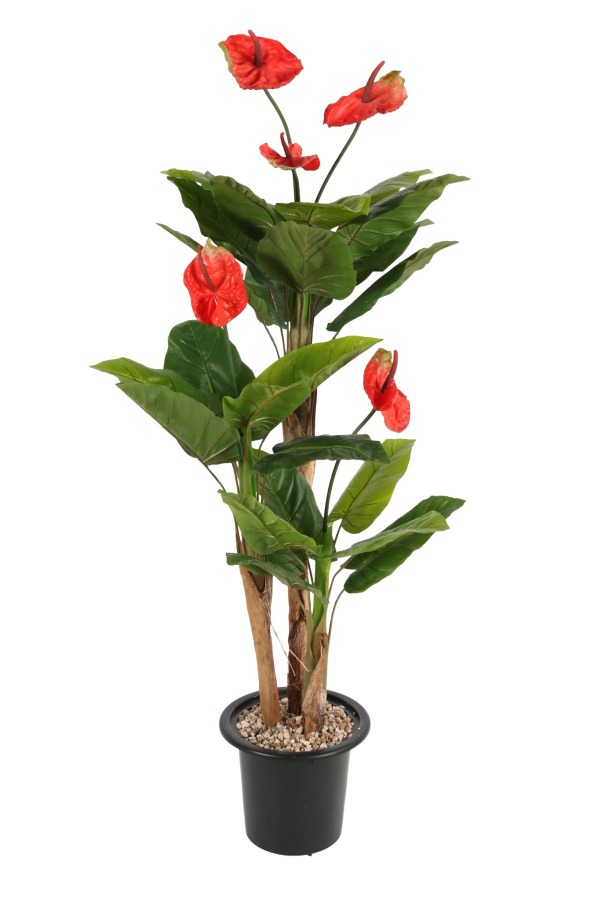 Plastik Saksıda Antoryum Ağacı 160 cm (Anthurium) - 1