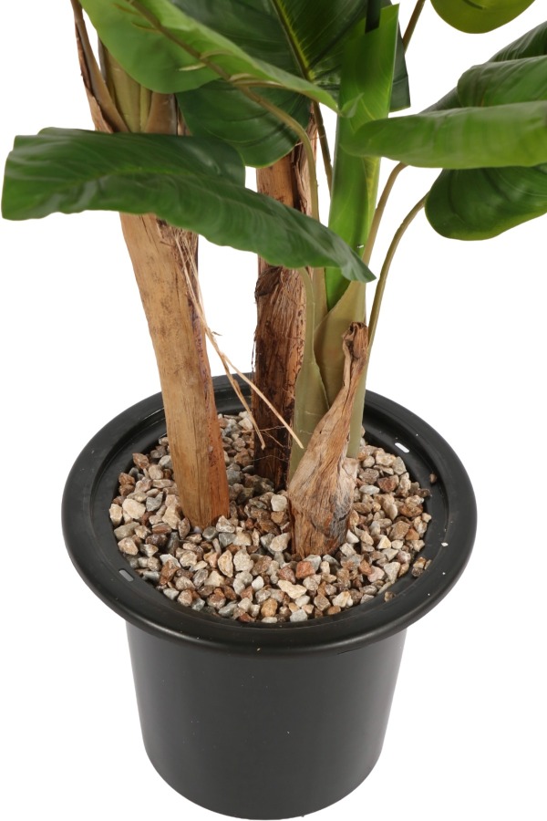 Plastik Saksıda Antoryum Ağacı 160 cm (Anthurium) - 2