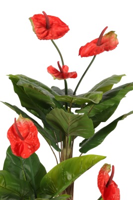 Plastik Saksıda Antoryum Ağacı 160 cm (Anthurium) - 3