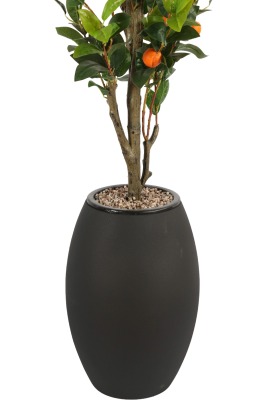 Siyah Fiber Saksıda Portakal Ağacı 220 cm - 2