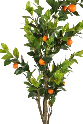 Siyah Fiber Saksıda Portakal Ağacı 220 cm - 3