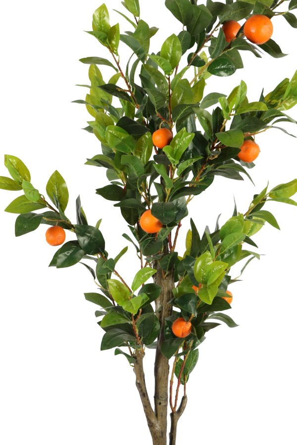 Siyah Fiber Saksıda Portakal Ağacı 220 cm - 3