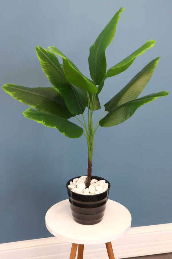 Siyah Melamin Saksıda Mini Muz Ağacı 75 cm - 1