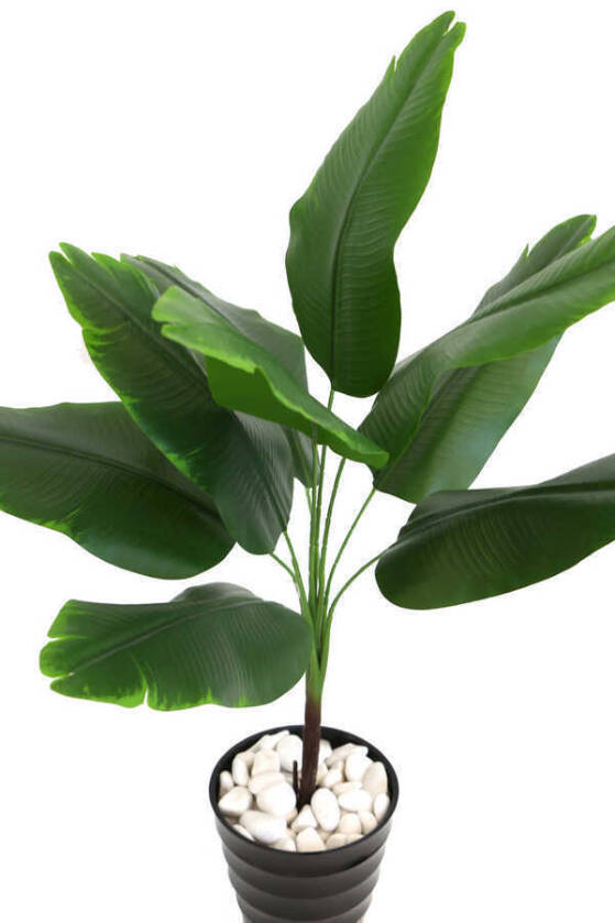 Siyah Melamin Saksıda Mini Muz Ağacı 75 cm - 2