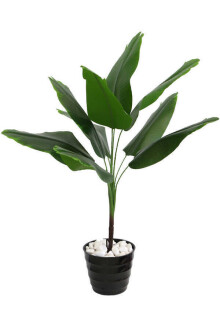 Siyah Melamin Saksıda Mini Muz Ağacı 75 cm - 3