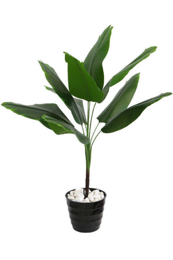 Siyah Melamin Saksıda Mini Muz Ağacı 75 cm - 3