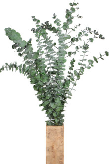 Şoklanmis Baby Blue Okaliptus Demeti Yeşil(Büyük Demet) - Yapay Çiçek Sitesi