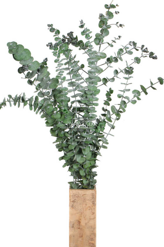 Şoklanmis Baby Blue Okaliptus Demeti Yeşil(Büyük Demet) - 1