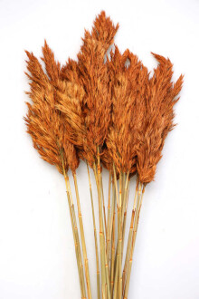 Şoklanmış Bodur Pampas Küçük Püsküllü 10lu 55cm Karamel Turuncu - Yapay Çiçek Sitesi