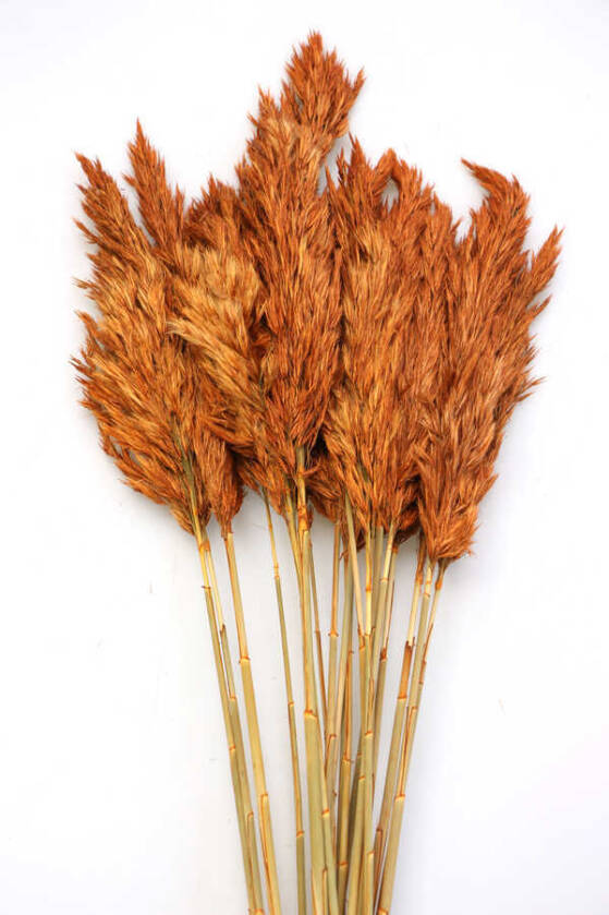 Şoklanmış Bodur Pampas Küçük Püsküllü 10lu 55cm Karamel Turuncu - 1