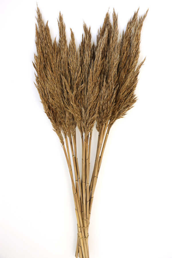 Şoklanmış Bodur Pampas Küçük Püsküllü 10lu 55cm Naturel-Açık Kahve - 1
