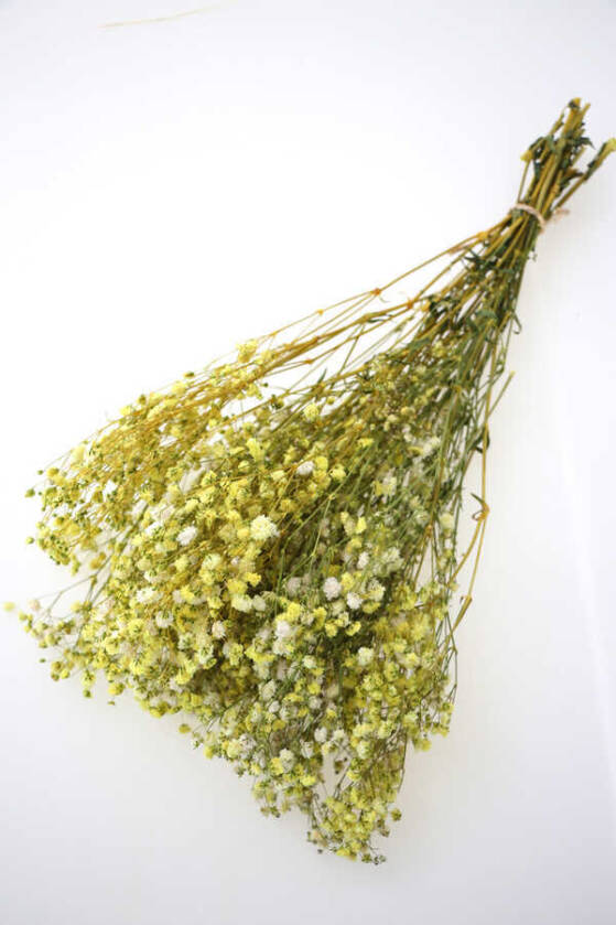 Şoklanmis Cipso Demeti Sarı - 1