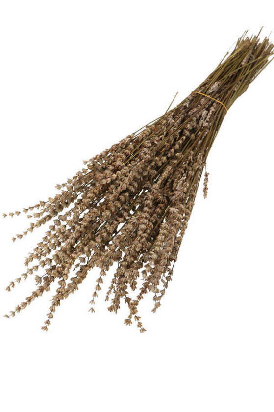 Şoklanmış Dökülmeye Dayanıklı Gerçek Lavanta Demeti Naturel (100 gr) - 1