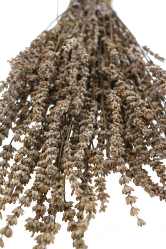Şoklanmış Dökülmeye Dayanıklı Gerçek Lavanta Demeti Naturel (100 gr) - 2