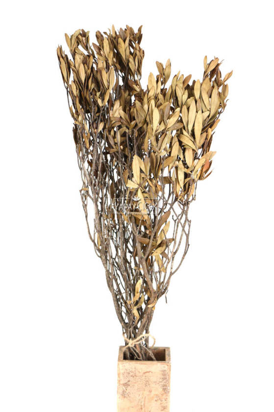 Şoklanmış Gökçe Dalı Demeti 50 cm Naturel - 1