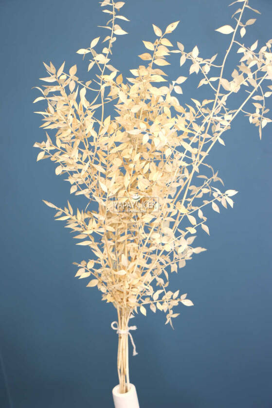 Şoklanmış Ruscus Aculeatus Kokina Krem-Beyaz - 1