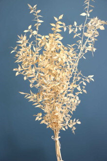 Şoklanmış Ruscus Aculeatus Kokina Krem-Beyaz - 2