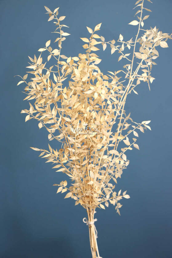 Şoklanmış Ruscus Aculeatus Kokina Krem-Beyaz - 2