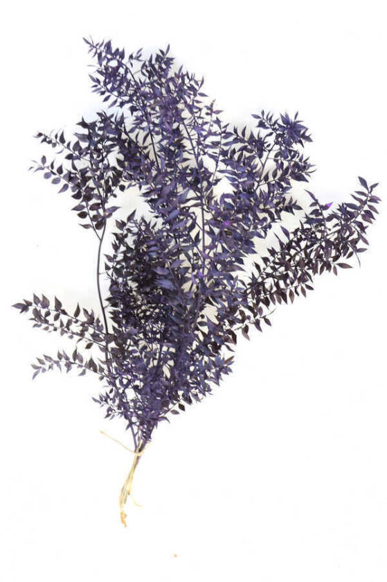 Şoklanmış Ruscus Aculeatus Kokina Mat Mor - 1