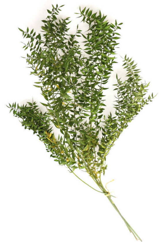 Şoklanmış Ruscus Aculeatus Kokina Naturel Açık Yeşil - 1