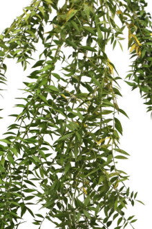 Şoklanmış Ruscus Aculeatus Kokina Naturel Açık Yeşil - 2