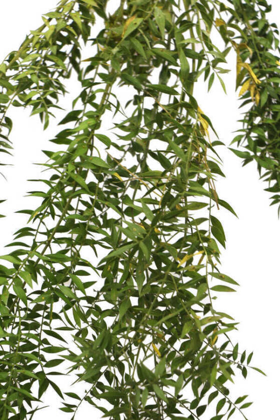 Şoklanmış Ruscus Aculeatus Kokina Naturel Açık Yeşil - 2