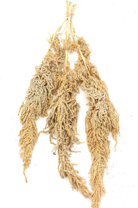 Şoklanmış Sarkan Amaranthus Demeti Açık Kahve - 1