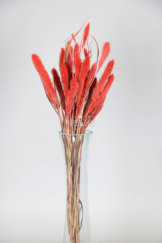 Şoklanmış Setteria(Pamuk) Demeti 75 gr Kırmızı - 1