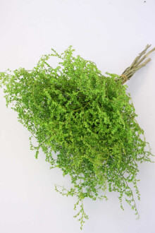 Şoklanmıs Tatarika Demeti 80gr(Dökülmez) Fıstık Yeşili - Yapay Çiçek Sitesi