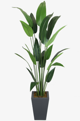 Antrasit Saksıda Yapay 20 Yapraklı Starliçe Ağacı 180 cm - Yapay Çiçek Sitesi